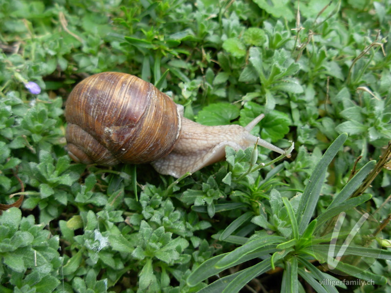 Weinbergschnecke: Übersicht